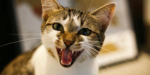 Quando o gato fica miando muito, o que pode ser?