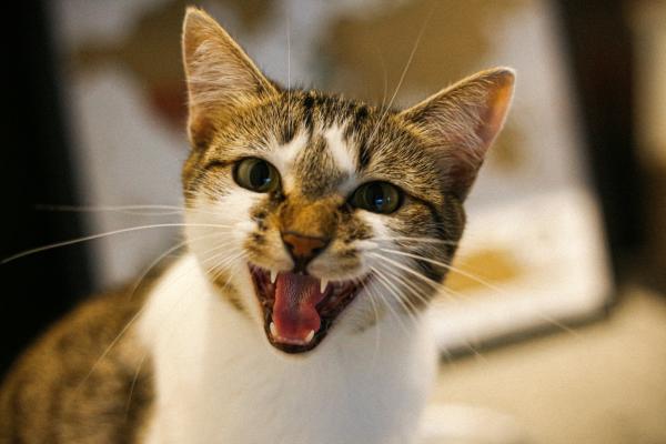 Quando o gato fica miando muito, o que pode ser?