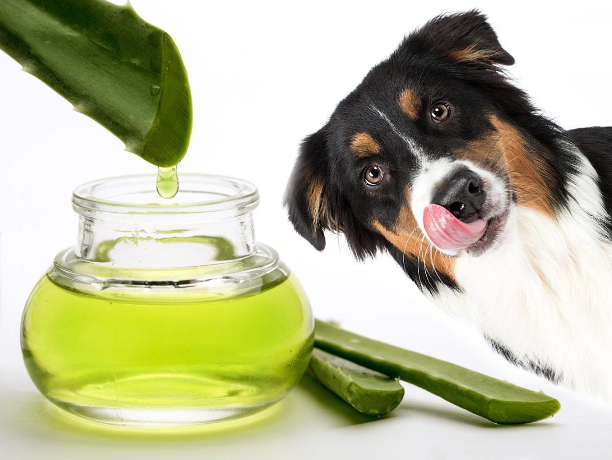 Aloe vera para cachorros - Benefícios, aplicação e conservação