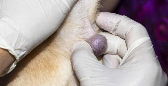 Lipoma em cachorros - Causas, sintomas e tratamento