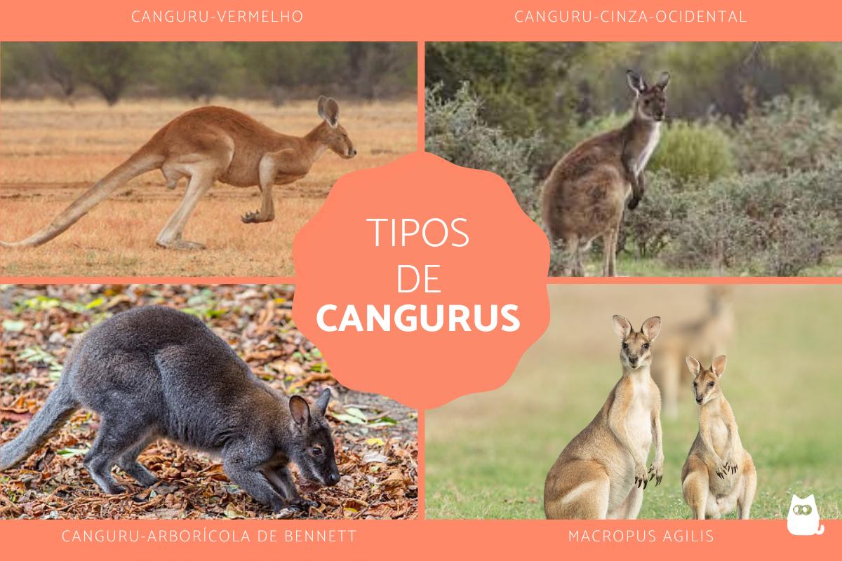 Tipos de cangurus