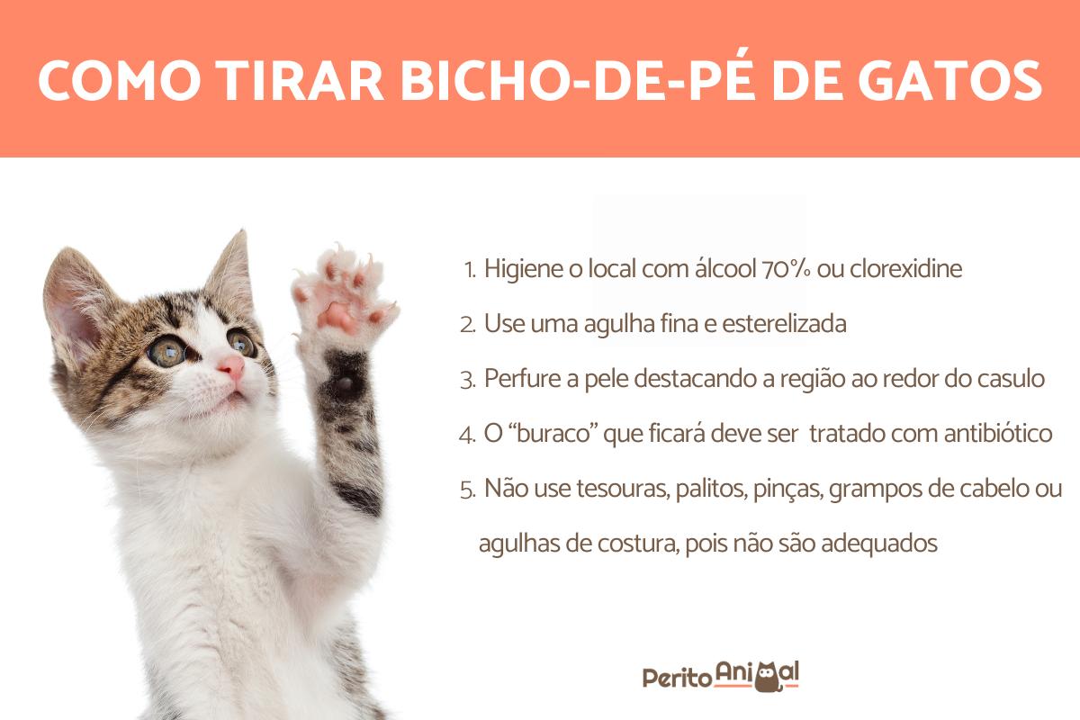 Bicho-de-pé em gatos - Sintomas e como tirar