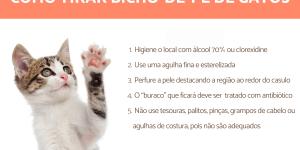 Bicho-de-pé em gatos - Sintomas e como tirar