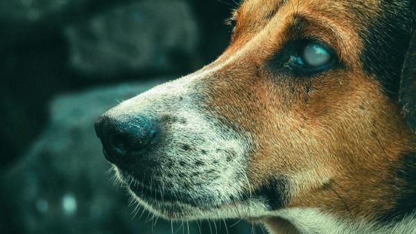 O que cada cor de laço significa na coleira dos cachorros? - Laço branco: indica que o cachorro tem alguma deficiência