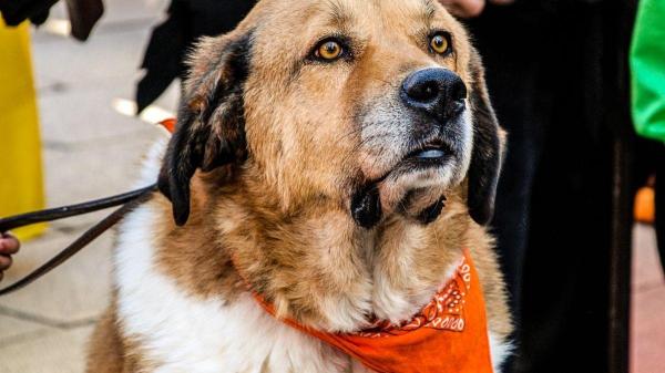 O que cada cor de laço significa na coleira dos cachorros? - Laço laranja: alerta com outros cães