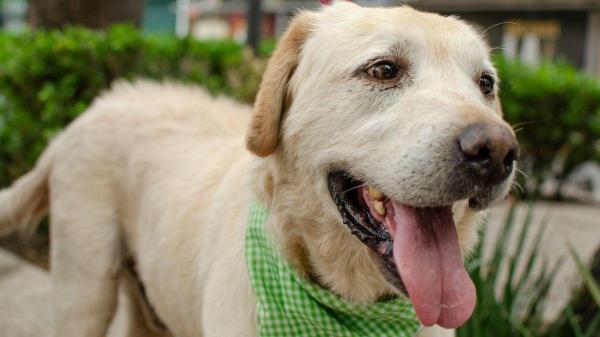 O que cada cor de laço significa na coleira dos cachorros? - Laço verde: sinal de que o cachorro é sociável