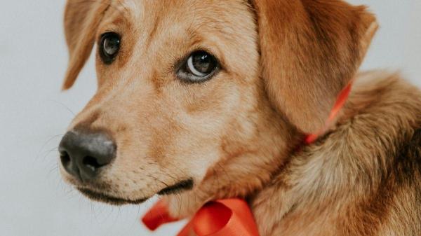 O que cada cor de laço significa na coleira dos cachorros? - Laço vermelho: pode reagir com agressividade