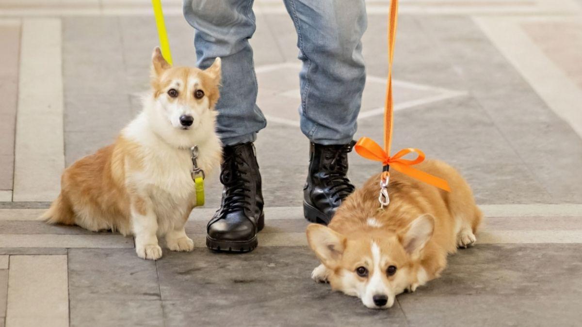 O que cada cor de laço significa na coleira dos cachorros?
