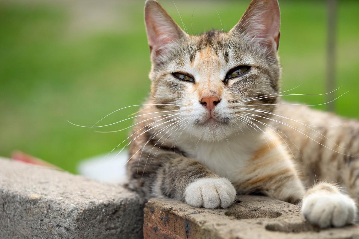 Gato feral - Características e curiosidades