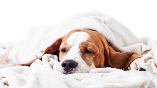 Anti-inflamatórios naturais para cães - O que fazer diante de um processo inflamatório 