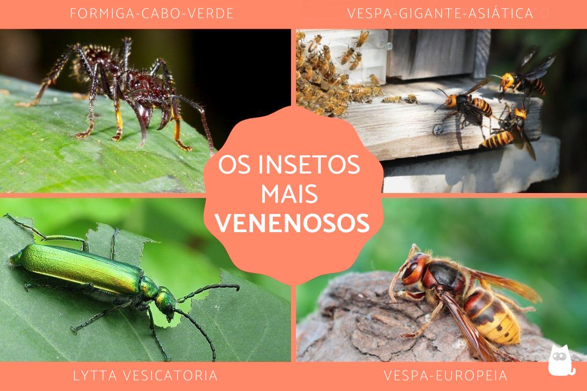 Os 10 insetos mais venenosos do mundo