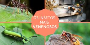 Os 10 insetos mais venenosos do mundo