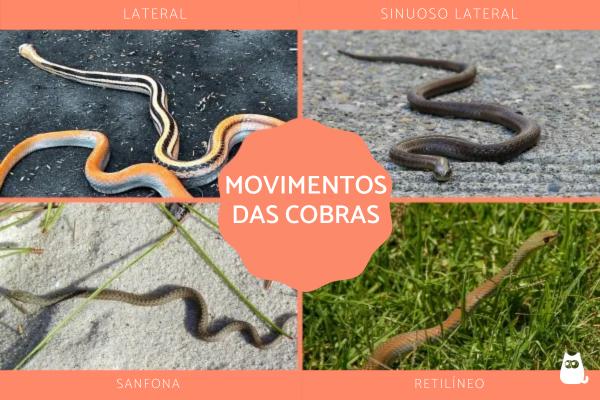 Curiosidades sobre as cobras - 4. Possuem diferentes maneiras de se moverem