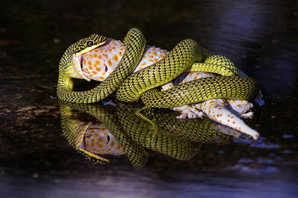 Curiosidades sobre as cobras - 5. Possuem diferentes estratégias de caça e formas de comer