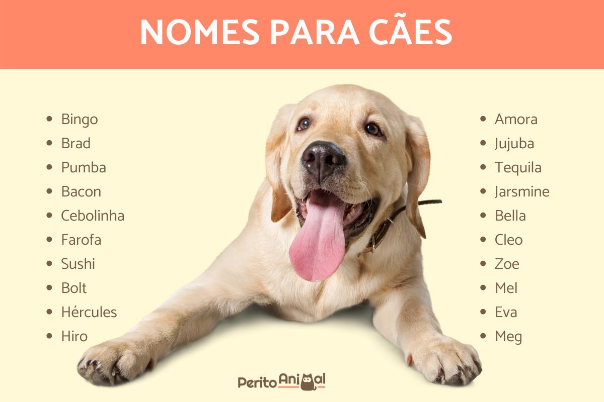Nomes para cães