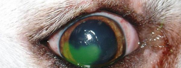Por que meu gato está com os olhos inchados? - 5 causas - Úlcera da córnea - O gato tem um olho fechado e chora