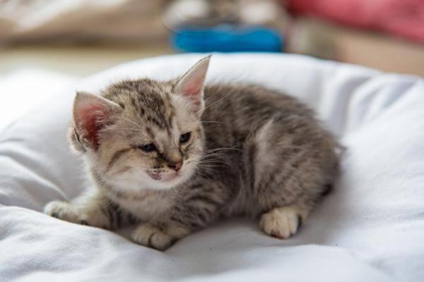 Meu gato está com o ânus inflamado e vermelho