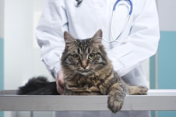 Meu gato está com o ânus inflamado e vermelho - O que fazer se meu gato está com o ânus inflamado e vermelho?