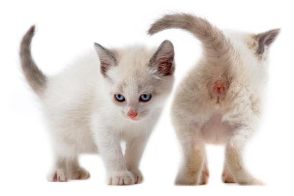 Meu gato está com o ânus inflamado e vermelho - O que o meu gato tem no ânus?
