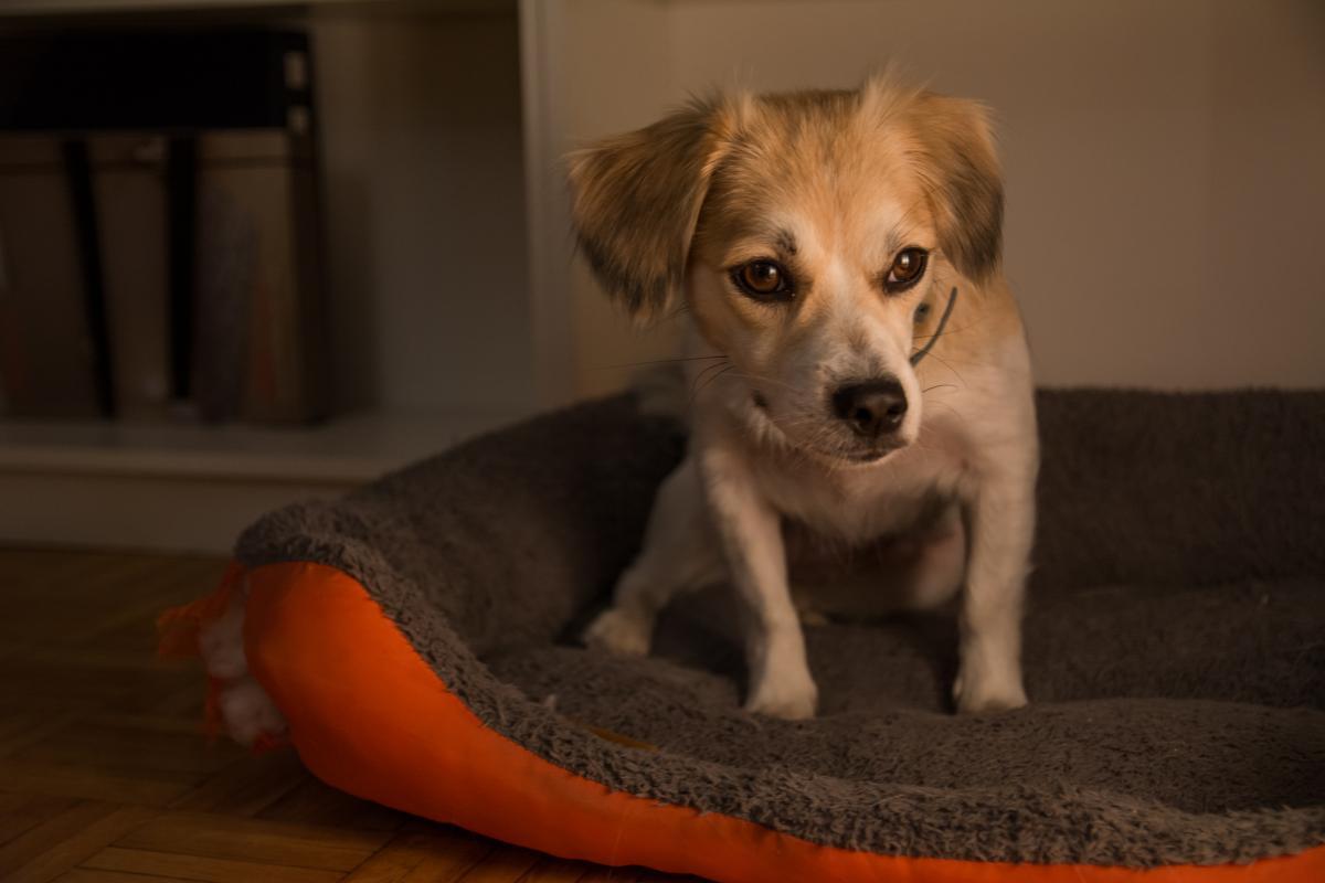 Primeira noite de um cachorro adotado: passos a seguir