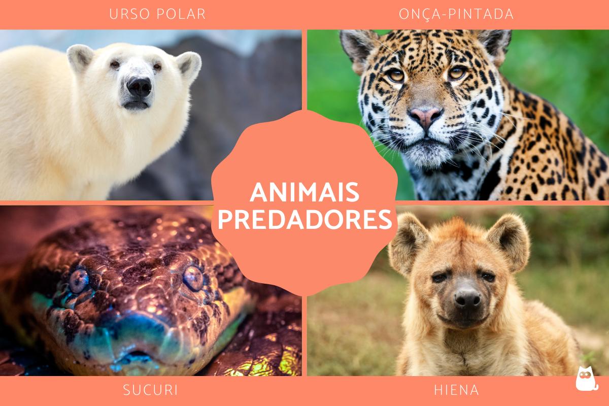 Animais predadores - Significado, tipos e exemplos