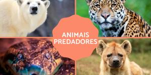 Animais predadores - Significado, tipos e exemplos