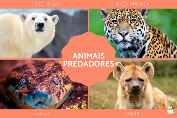 Animais predadores - Significado, tipos e exemplos