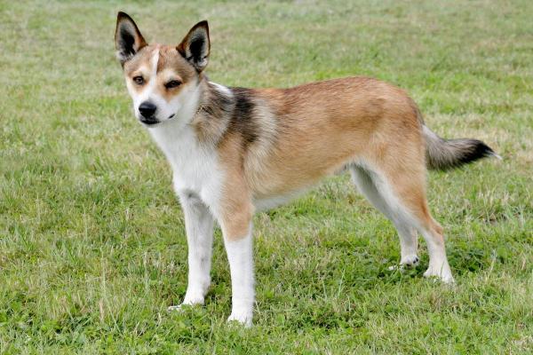 Raças de cães que começam com a letra L - 10. Lundehund