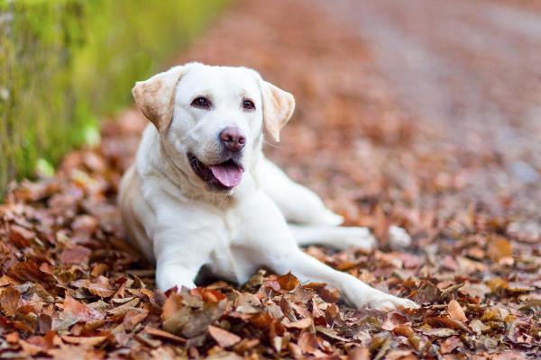 Raças de cães que começam com a letra L - 1. Labrador retriever