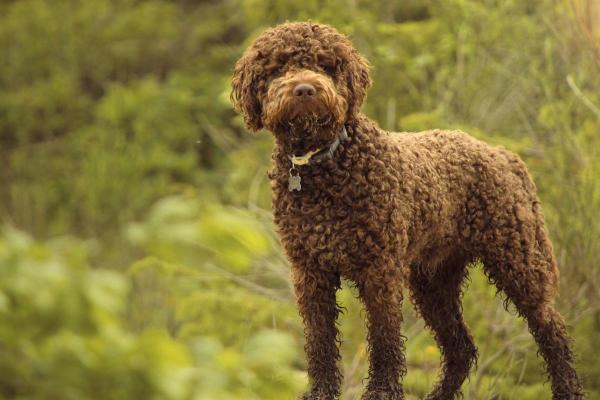 Raças de cães que começam com a letra L - 2. Lagotto romagnolo