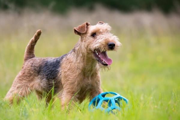 Raças de cães que começam com a letra L - 3. Lakeland terrier