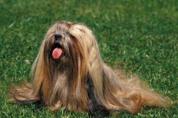 Raças de cães que começam com a letra L - 5. Lhasa apso