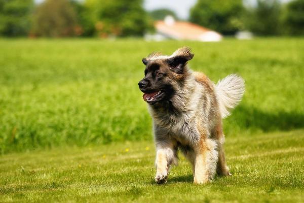 Raças de cães que começam com a letra L - 6. Leonberger