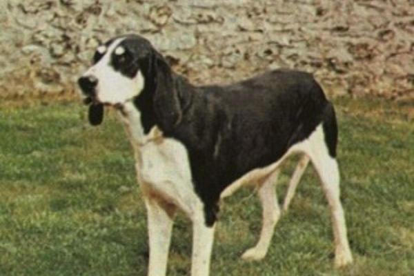 Raças de cães que começam com a letra L - 7. Levesque