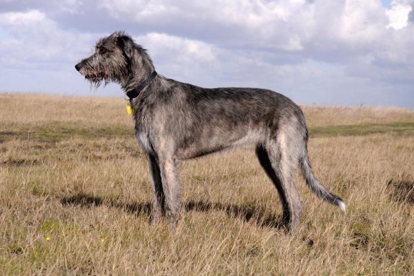 Raças de cães que começam com a letra L - 8. Lébreu irlandês