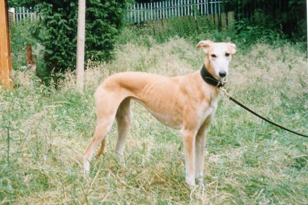 Raças de cães que começam com a letra L - 9. Longdog