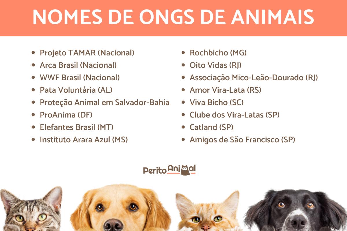 Como ajudar ONGs de animais?