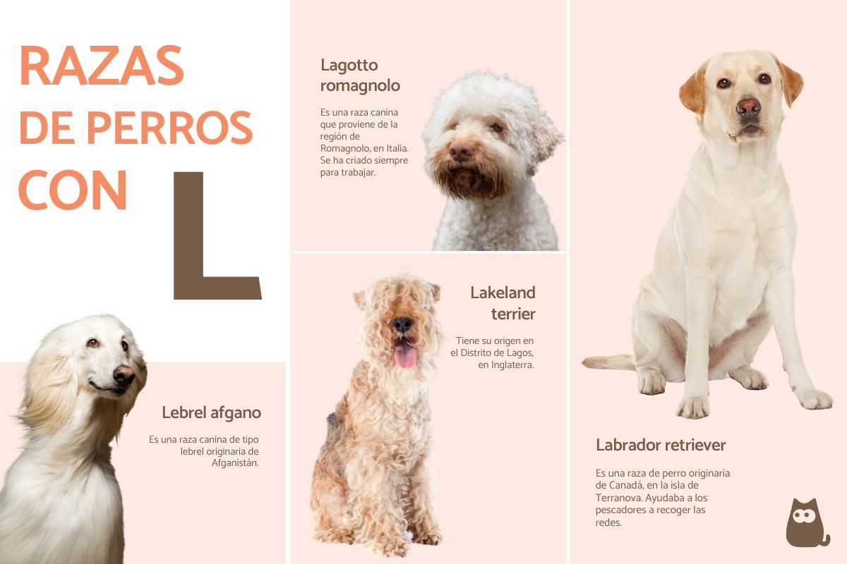 Raças de cães que começam com a letra L