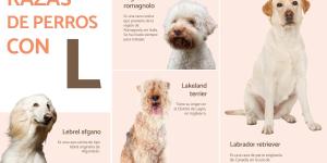 Raças de cães que começam com a letra L
