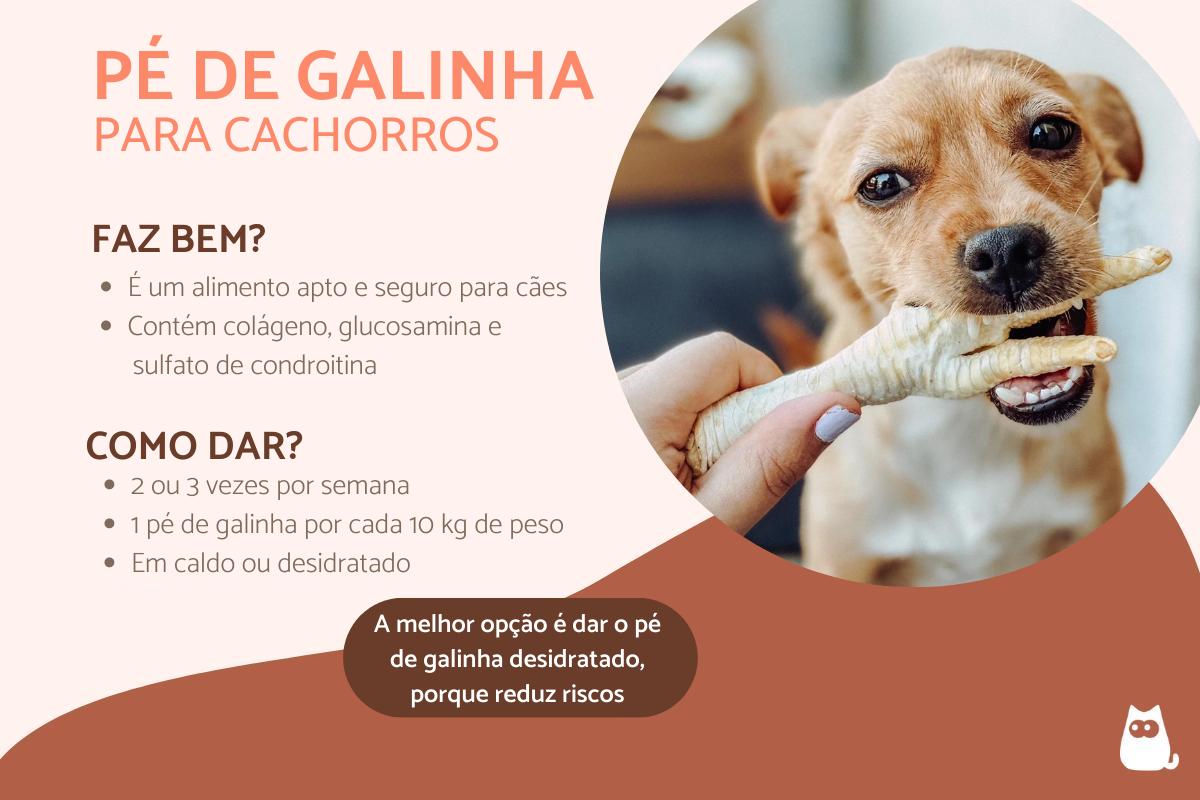 Pé de galinha para cachorros - Benefícios e como dar