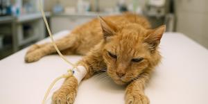 Soro para gatos: usos, doses e receita caseira