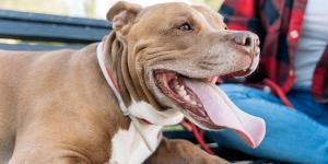 Como acalmar cachorro ofegante?