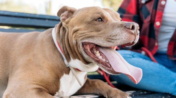 Como acalmar cachorro ofegante?