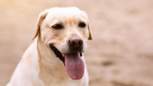 Como acalmar cachorro ofegante? - Como acalmar um cachorro ofegante?