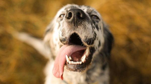 Como acalmar cachorro ofegante? - Por que o cachorro fica ofegante?