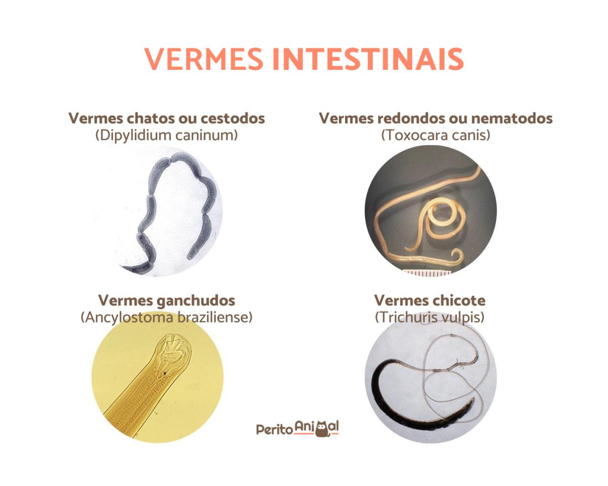Vermes intestinais em cachorros - sintomas e tratamento