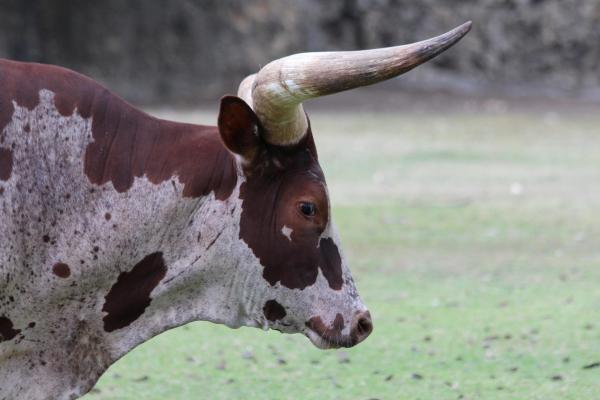 Os animais mais fortes do mundo - Bois e touros
