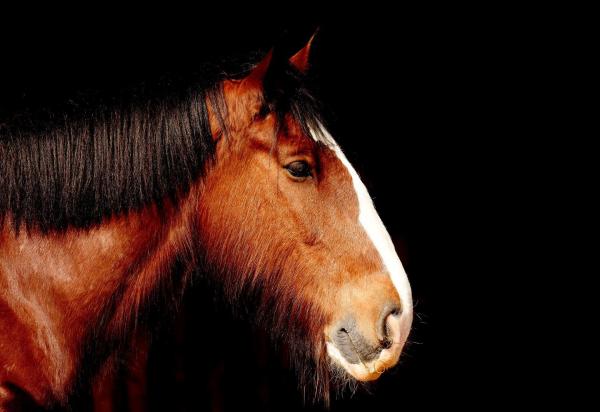 Os animais mais fortes do mundo - Cavalo shire
