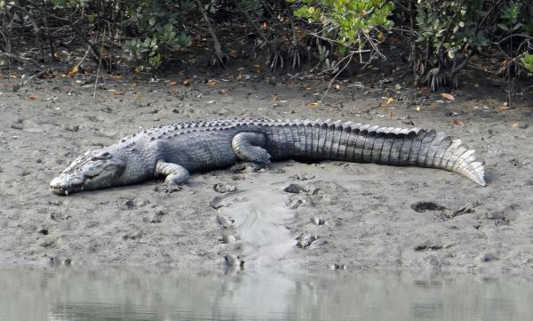 Os animais mais fortes do mundo - Crocodilo-de-água-salgada