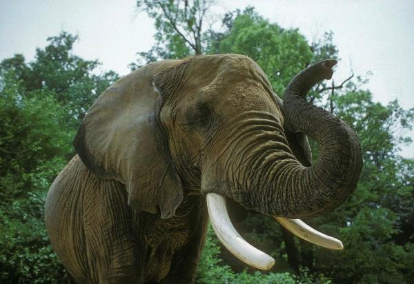 Os animais mais fortes do mundo - Elefante-da-savana
